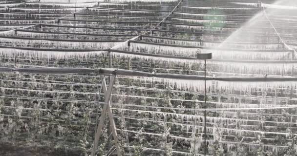 Frozen Apple Trees Spring Irrigation Freezing Night — Stock Video