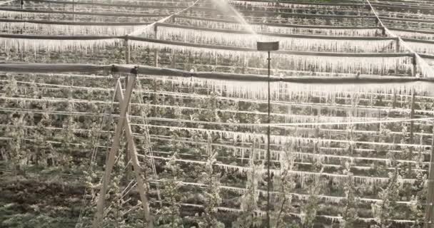 Sprinklers Irrigating Apple Tree Plantation South Tyrol Frost Protection Irrigation — Stock Video