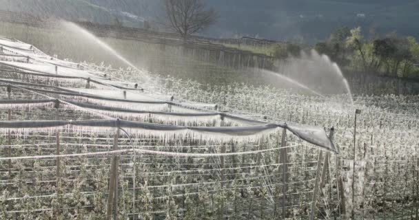 冷たい夜の後の霜保護灌漑 アップルツリーの花の保護 — ストック動画