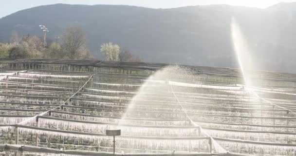 Sprinkler Bewässern Apfelbaumplantage Südtirol Frostschutzbewässerung Morgen — Stockvideo