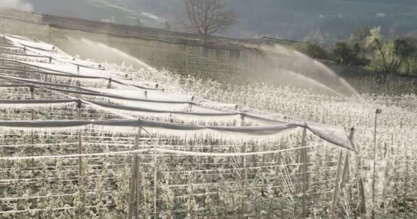 Zraszacze Nawadniające Plantację Jabłoni Południowym Tyrolu Nawadnianie Metodą Ochrony Przed — Wideo stockowe