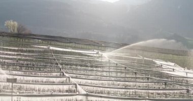 Buz Koruma Sulama 'dan sonra Elma Ağaçlarındaki Buz. Ağaçlardaki buz saçakları. Soğuk gün boyunca sulama