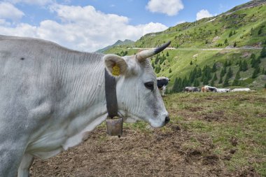 Alplerdeki Dağdaki Gri İnek. Boynuzlu İnek Başı ve Dağ Arkaplanı