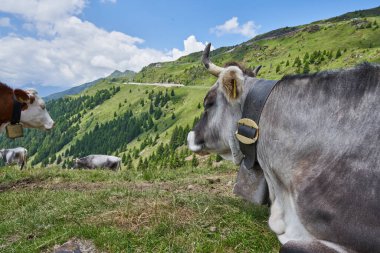 İtalya 'daki Giovo Geçidi' nde büyük boynuzlu gri inek. Alplerdeki Dağ İnekleri
