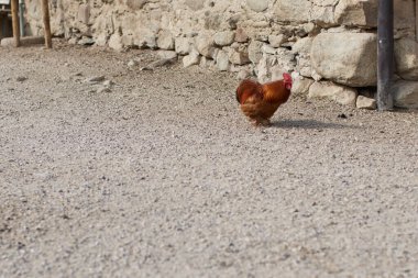 Şirin Horoz çiftlikte serbestçe dolaşıyor. Kum yüzeyinde tavuk