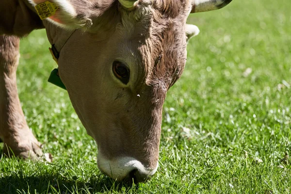 Cow eating grass on green field. Cute Cow grazing. Cute Cow
