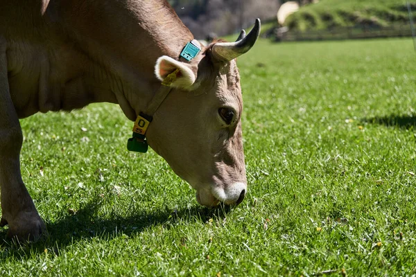 Cow eating grass on green field. Cute Cow grazing. Cows on Pasture