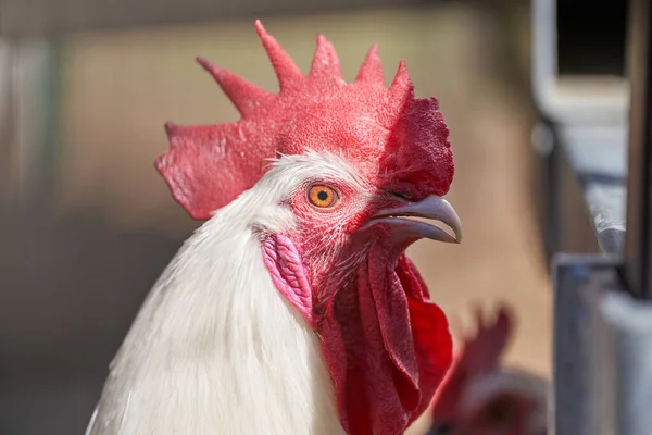 Rooster Head closeup. Farm Animal. Chicken and Rooster Bird