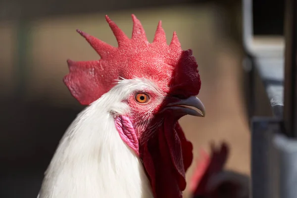 Rooster Head closeup. Farm Animal. Chicken and Rooster Bird