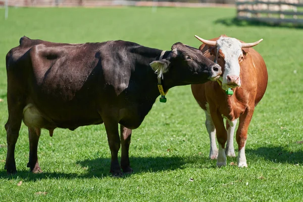 Cute Cows. Dark, Black Cow licking another Cow on green field. Cute Farm Animals showing love