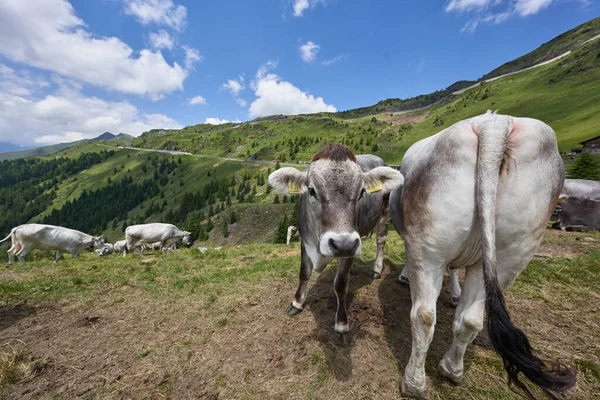 Cow head and Cow Ass. Front and Back of Grey Cow. Cows on Mountains in the Alps