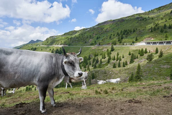 Cows on Hill in the Italian Alps. Mountain in background. Grey Cow with horns