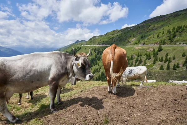 Cows on Hill in the Italian Alps. Mountain in background. Grey Cow with horns
