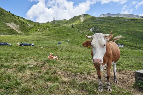 Cow on Mountain in the Alps. Cow Head with Horns and Mountain background