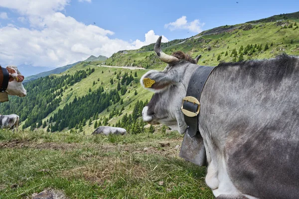 Cows on Hill in the Italian Alps. Mountain in background. Grey Cow with horns. Alpine Pass Road in Background. Jaufenpass in Italy.