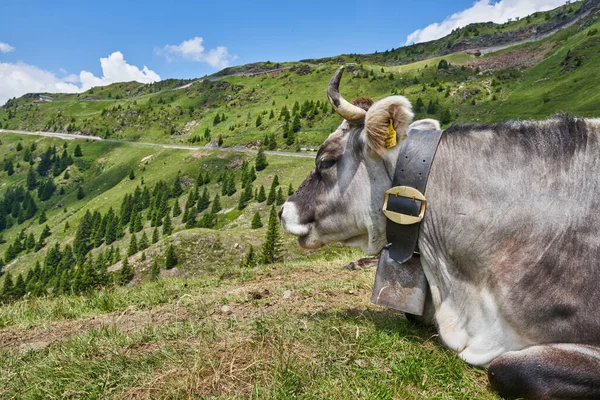 İtalyan Alpleri 'ndeki İnekler Tepesi' nde. Arka planda dağ var. Boynuzlu gri inek. Arka planda Alp Geçidi Yolu