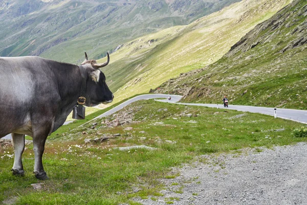 Cow on Timmelsjoch in Austria looking at Road and Motorcycle. Pass Road connecting Italy and Austria. Cows grazing on Passo Rombo