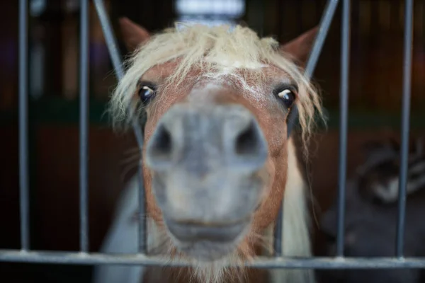 Nyfiken Häst Som Tittar Stallet Gårdsdjur Hästhuvud — Stockfoto