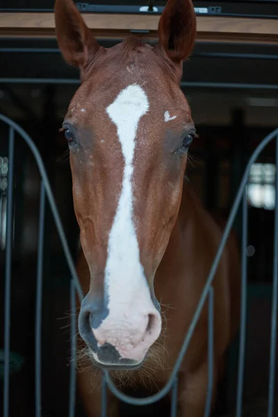 Hästen Tittar Stallet Hästhuvud Söt Lantbruksdjur — Stockfoto