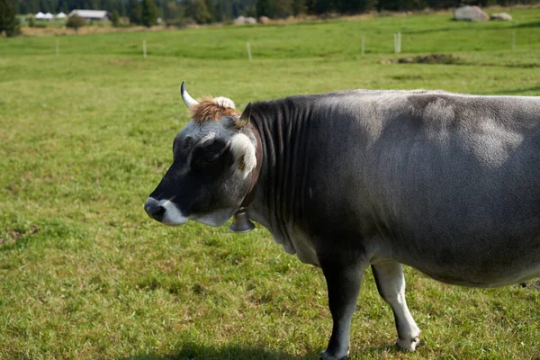 Grey Cow on Field. Farm Animal grazing on green grassy field
