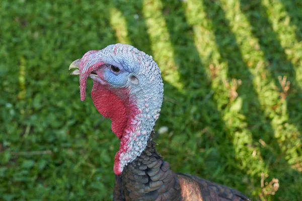 Curious Turkey on a Farm. Turkey Bird Head