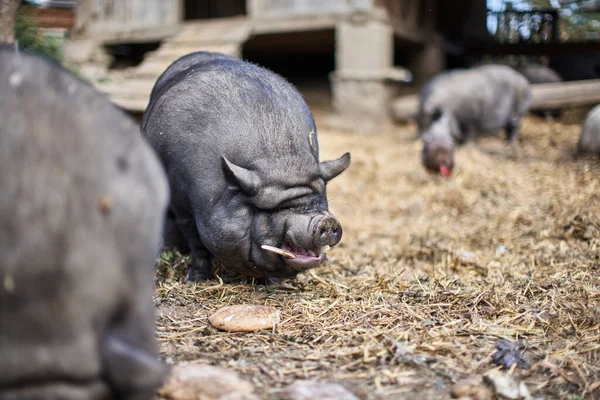 Pigs Farm Eating Bread Cute Black Pig Chewing — Foto de Stock