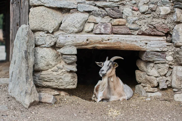 Goat laying at entrance of barn. Cute Goat with long beard and horns