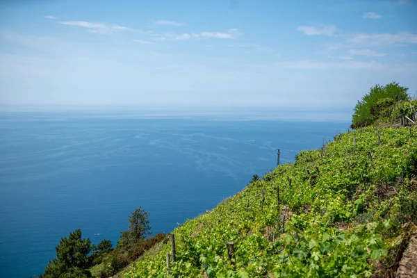 Cennet 'in güzel manzarası. İtalya 'da Cinque Terre. Önplanda Akdeniz ve bağcılık