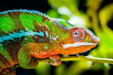 Very colorful chameleon in a wild environment. Chameleon up on a branch watching. concept patience, hunt clipart