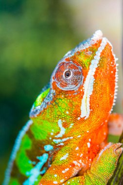 Birçok renkten bukalemun avını avlamak için bekliyor. konsept sabır, avlanma