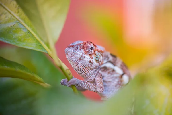 Pestrobarevný Chameleon Čekající Svou Kořist Usazený Keři Koncept Trpělivosti Lov — Stock fotografie