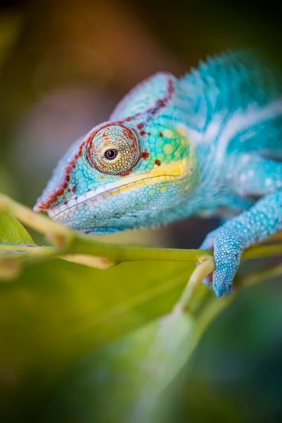 Vzácné Druhy Modrých Chameleonů Před Útokem Visící Větvi Hledící Kamery — Stock fotografie