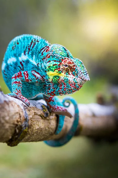 Rare Species Blue Chameleon Attacking Clinging Branch Looking Camera Concept — Stock Photo, Image