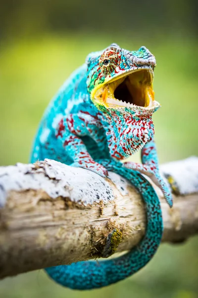 Vzácné Druhy Chameleon Modrý Před Útokem Lpění Větvi Ústa Otevřená — Stock fotografie