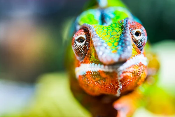 Close Rosto Camaleão Colorido Olhando Para Câmera Camaleão Protegido Sob — Fotografia de Stock