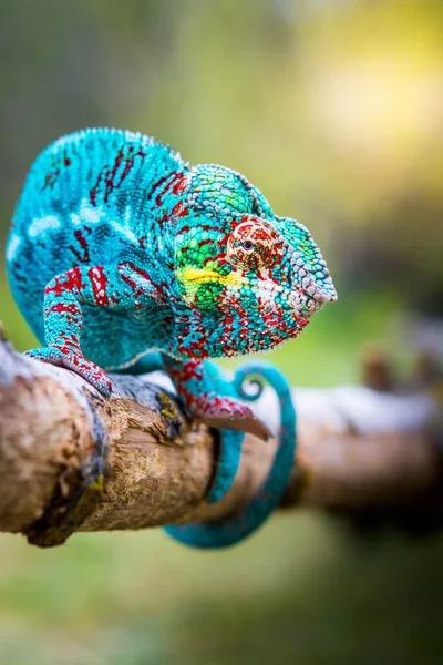 Especies Raras Camaleón Azul Antes Atacar Aferrándose Una Rama Mirando Fotos de stock