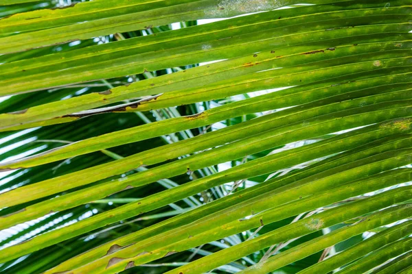 Кокосовые Пальмовые Листья Тропических Карибах Cocos Nucifera Arecaceae Coco — стоковое фото