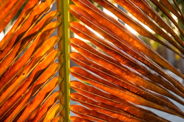 Détail Feuille Cocotier Séchée Brun Dans Les Caraïbes Tropicales Cocos — Photo