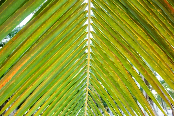 Кокосовые Пальмовые Листья Тропических Карибах Cocos Nucifera Arecaceae Coco — стоковое фото