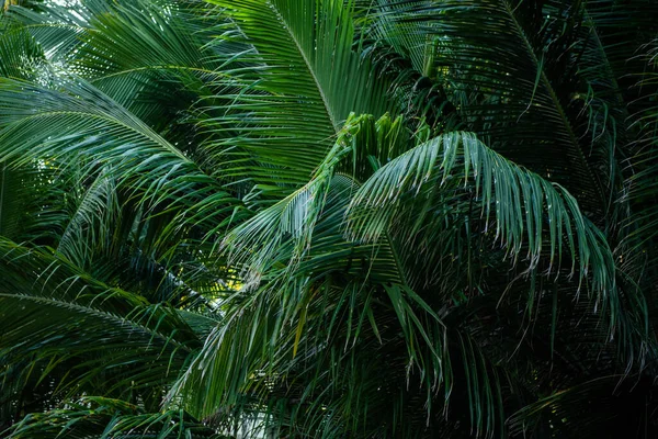 Hindistan cevizi palmiye yaprağı detayı, tropikal Karayipler 'de. Cocos nucifera, Arecaceae, coco