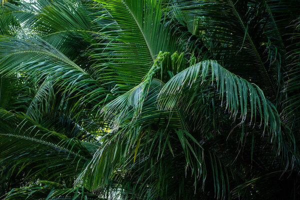coconut palm leaf detail, in the tropical Caribbean. Cocos nucifera, Arecaceae, coco