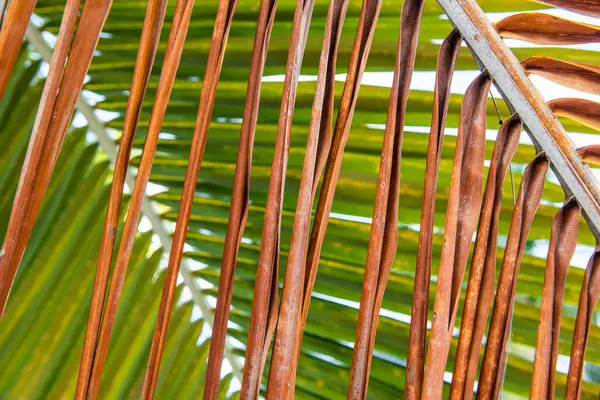 Сушеные Кокосовые Листья Коричневые Тропических Карибах Cocos Nucifera Arecaceae Coco — стоковое фото