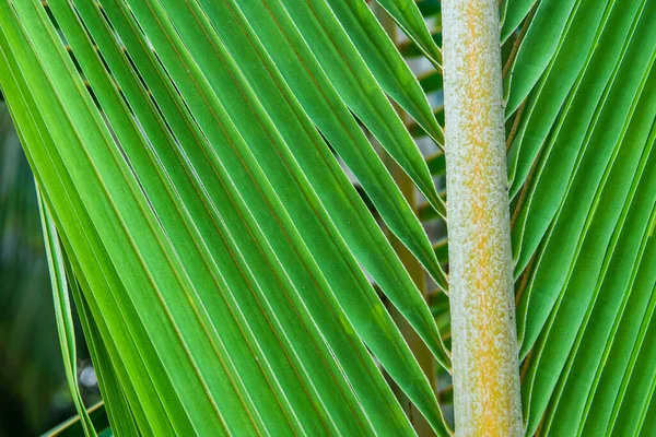 Кокосовые Пальмовые Листья Тропических Карибах Cocos Nucifera Arecaceae Coco — стоковое фото