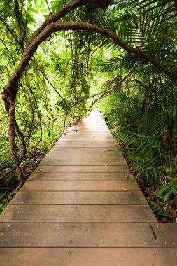 Ormandaki doğal ağaç yolu, ormandaki yeşil ağaç manzarası