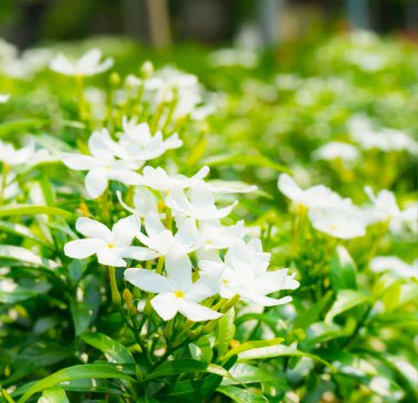 Beyaz çiçekli sarı polen bulanık botanik bahçesi arka planında, yaz ya da ilkbaharda botanik çiçeği ekiyor.