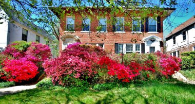 Washington DC, baharda bahçelerde renkli açelyalar  