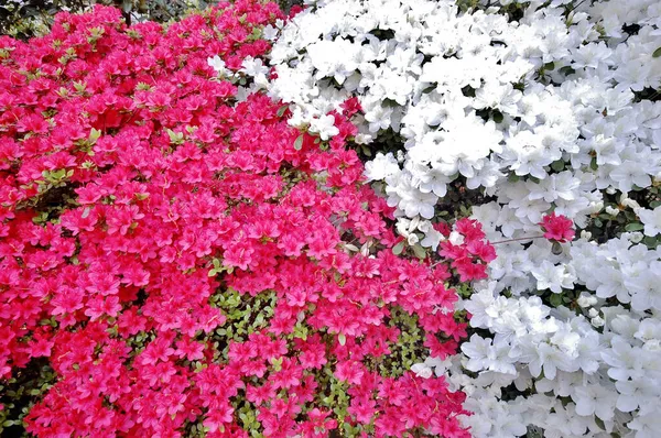 Washington Tempo Primavera Azáleas Coloridas Nos Jardins — Fotografia de Stock