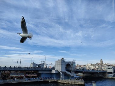 Barselona, İstanbul şehir manzarası ve hayvan çiçeği manzarası 