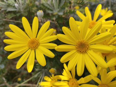 Barselona, İstanbul şehir manzarası ve hayvan çiçeği manzarası 