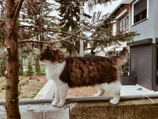 Barselona Stanbul Şehir Manzarası Hayvan Çiçeği Manzarası — Stok fotoğraf